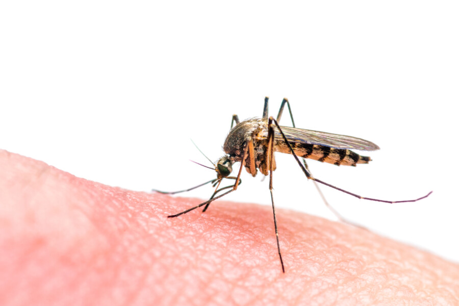 Zika virus