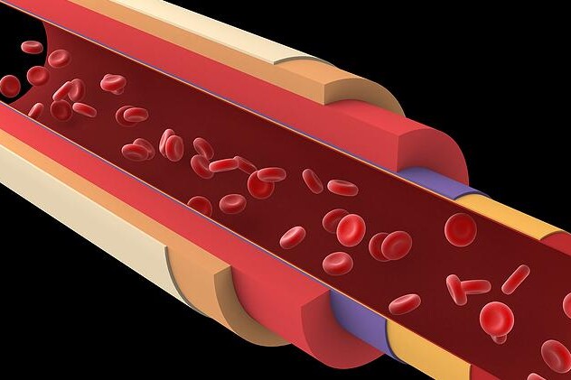 Tepny - arterie